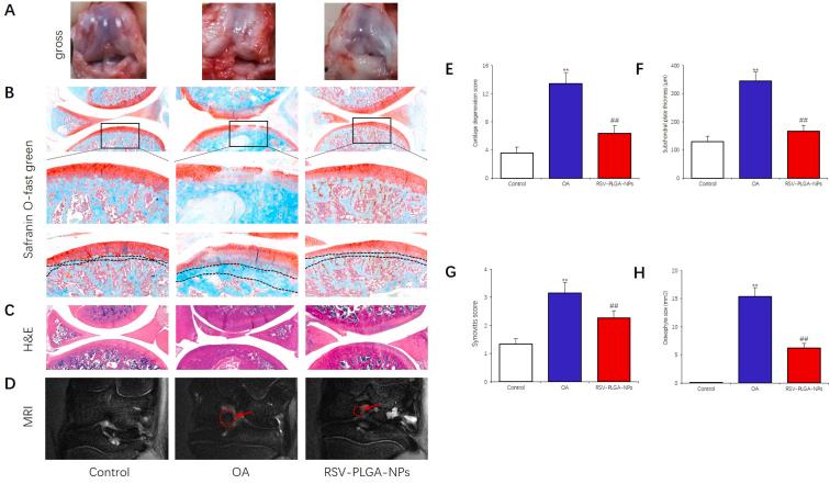https://cdn.ncbi.nlm.nih.gov/pmc/blobs/085f/10761803/503bfca3ad96/gr5.jpg