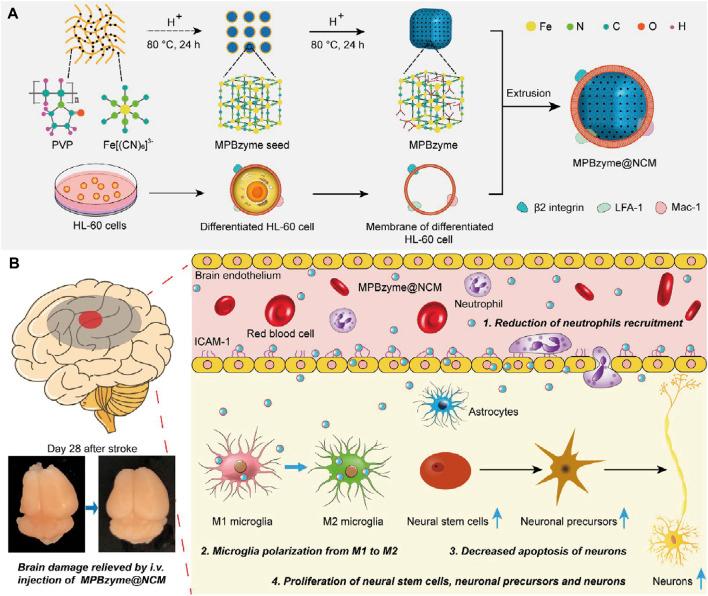 https://cdn.ncbi.nlm.nih.gov/pmc/blobs/085f/11119330/a4f7c65eb73a/fbioe-12-1363227-g005.jpg