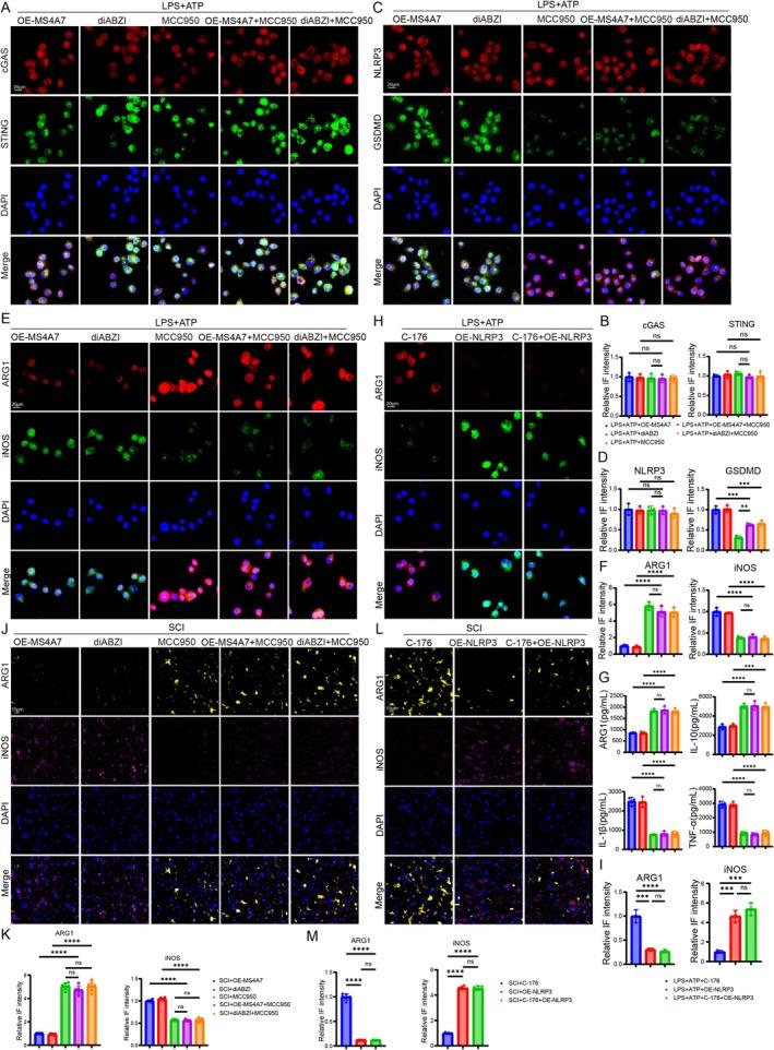 https://cdn.ncbi.nlm.nih.gov/pmc/blobs/0865/12168239/31203a919100/CNS-31-e70390-g008.jpg