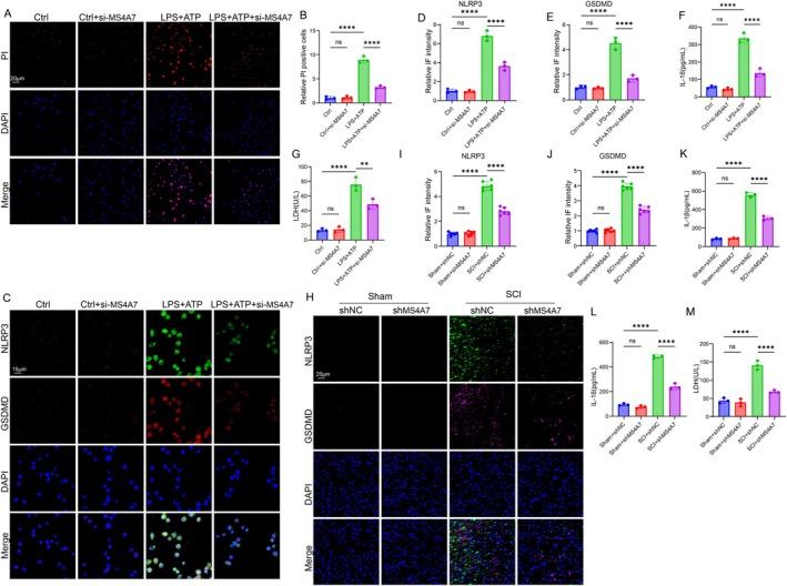 https://cdn.ncbi.nlm.nih.gov/pmc/blobs/0865/12168239/336897cd3d11/CNS-31-e70390-g001.jpg