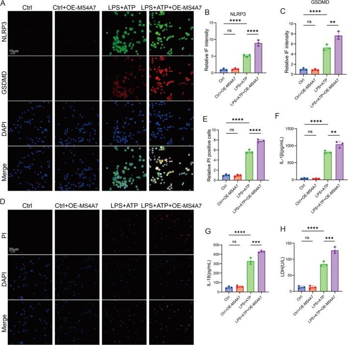 https://cdn.ncbi.nlm.nih.gov/pmc/blobs/0865/12168239/aeef361f551e/CNS-31-e70390-g003.jpg