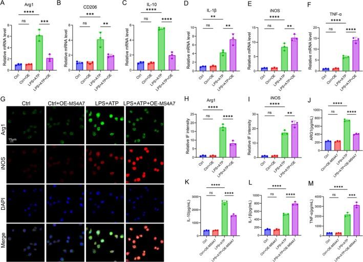 https://cdn.ncbi.nlm.nih.gov/pmc/blobs/0865/12168239/c747c1a5a0e6/CNS-31-e70390-g002.jpg