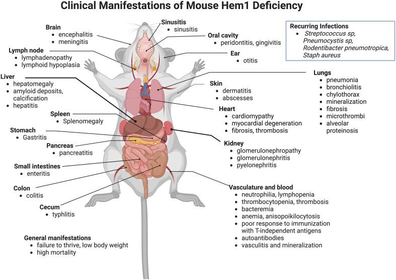 https://cdn.ncbi.nlm.nih.gov/pmc/blobs/0867/11254771/b2f26defb6b5/fimmu-15-1402139-g003.jpg