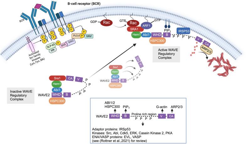 https://cdn.ncbi.nlm.nih.gov/pmc/blobs/0867/11254771/d32efa7efe09/fimmu-15-1402139-g002.jpg
