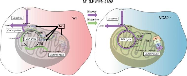 https://cdn.ncbi.nlm.nih.gov/pmc/blobs/0868/7000728/3c1941e53a47/41467_2020_14433_Fig8_HTML.jpg