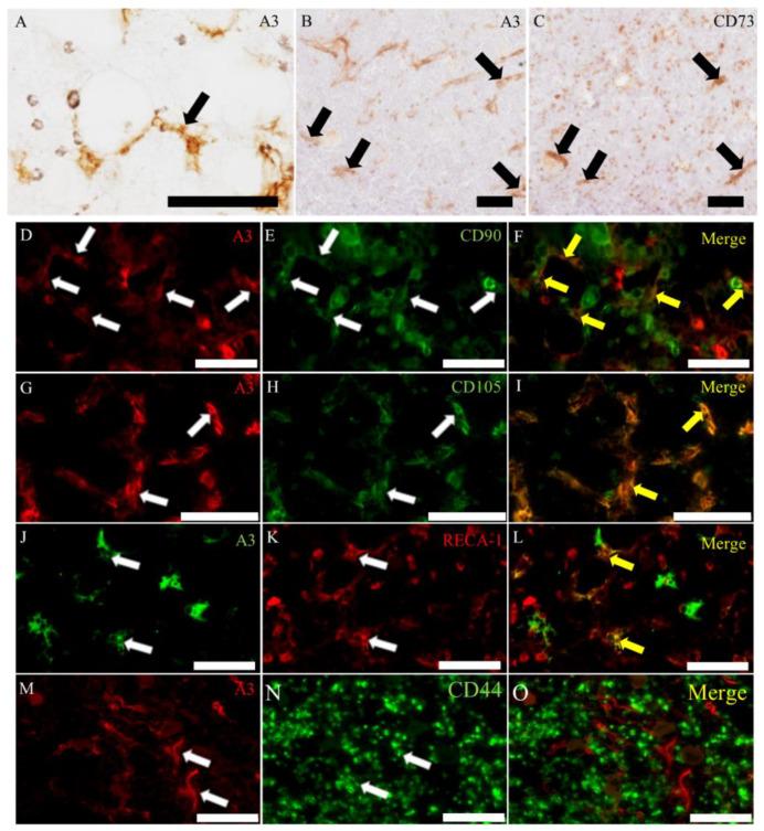 https://cdn.ncbi.nlm.nih.gov/pmc/blobs/086b/7312608/a2197ca8b719/ijms-21-03806-g002.jpg