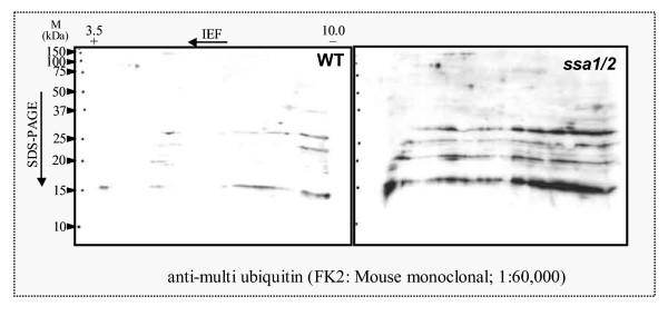 https://cdn.ncbi.nlm.nih.gov/pmc/blobs/086c/1262714/4e40d3a05ebf/1471-2164-6-141-8.jpg