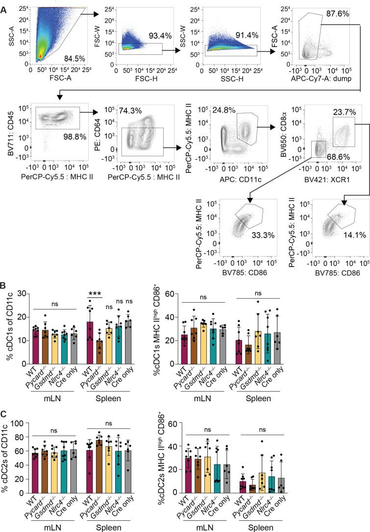 https://cdn.ncbi.nlm.nih.gov/pmc/blobs/086c/8719880/98eba2569741/elife-72082-fig5-figsupp1.jpg