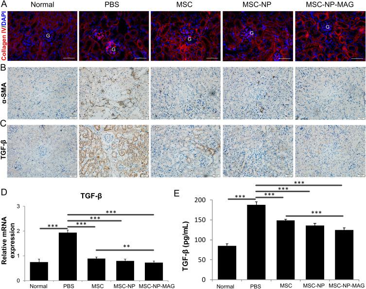 https://cdn.ncbi.nlm.nih.gov/pmc/blobs/086d/10826715/9fd2d90a227c/IJN-19-901-g0008.jpg