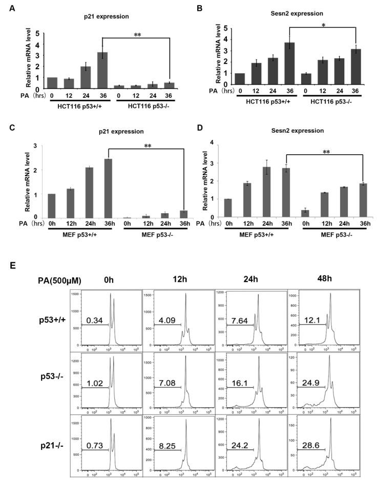 https://cdn.ncbi.nlm.nih.gov/pmc/blobs/086d/6941153/9d9340fd5028/ijms-20-06268-g005.jpg