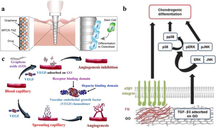 https://cdn.ncbi.nlm.nih.gov/pmc/blobs/0870/9814659/5475dc72e590/42004_2019_254_Fig7_HTML.jpg