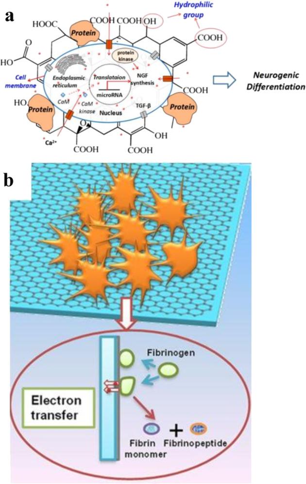 https://cdn.ncbi.nlm.nih.gov/pmc/blobs/0870/9814659/fc8cb220afba/42004_2019_254_Fig6_HTML.jpg
