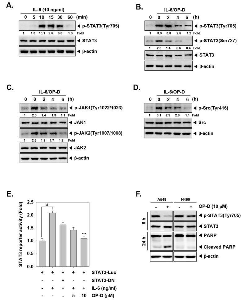https://cdn.ncbi.nlm.nih.gov/pmc/blobs/0874/6265752/b2a27efdd5e3/cancers-10-00427-g002.jpg