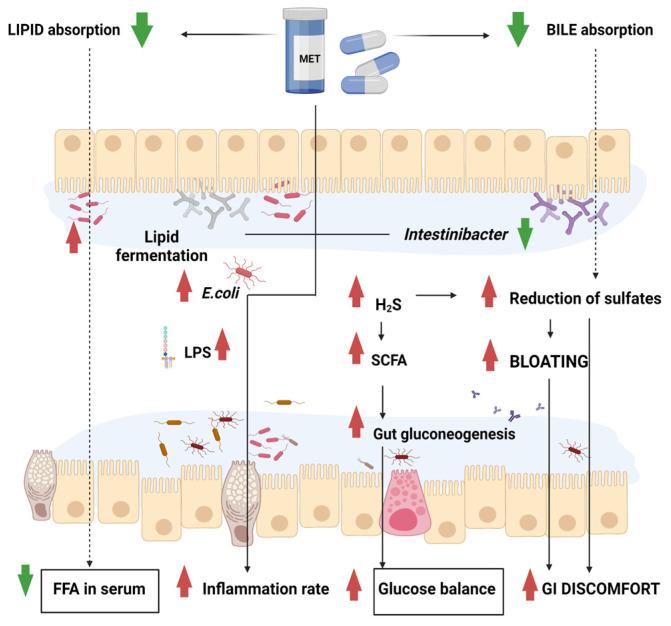 https://cdn.ncbi.nlm.nih.gov/pmc/blobs/0876/10046554/1f21ae0f66cb/biomedicines-11-00952-g001.jpg