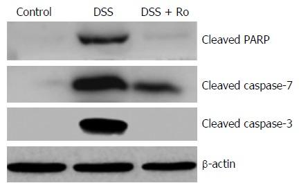 https://cdn.ncbi.nlm.nih.gov/pmc/blobs/0877/5504371/8063d57925fd/WJG-23-4559-g007.jpg