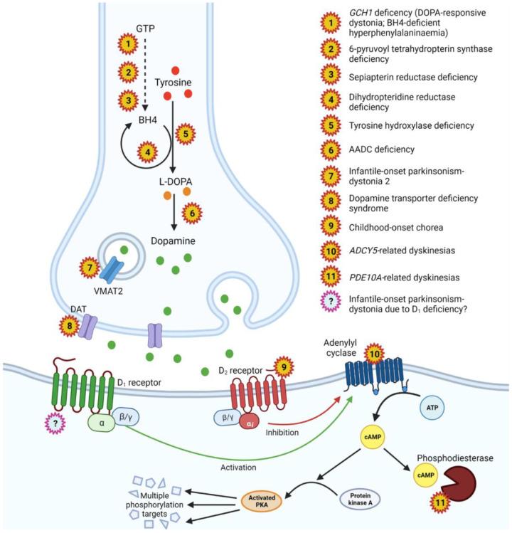 https://cdn.ncbi.nlm.nih.gov/pmc/blobs/0878/10093404/6debee008dbb/cells-12-01046-g002.jpg