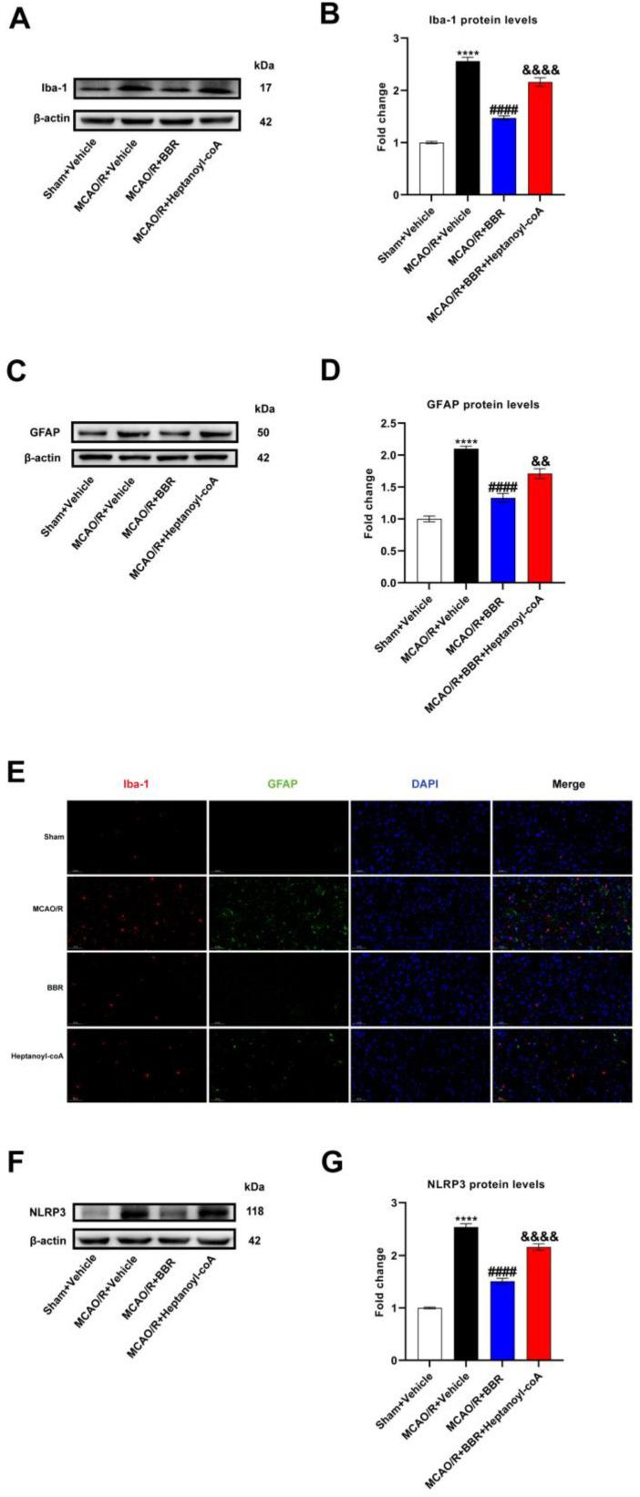 https://cdn.ncbi.nlm.nih.gov/pmc/blobs/0878/10781073/8daf483ca686/nutrients-16-00009-g007.jpg