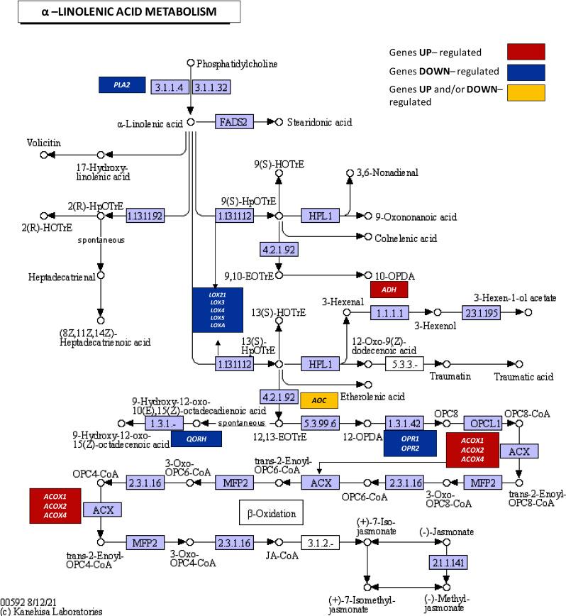 https://cdn.ncbi.nlm.nih.gov/pmc/blobs/087a/11539565/41bf515374c8/12870_2024_5748_Fig4_HTML.jpg