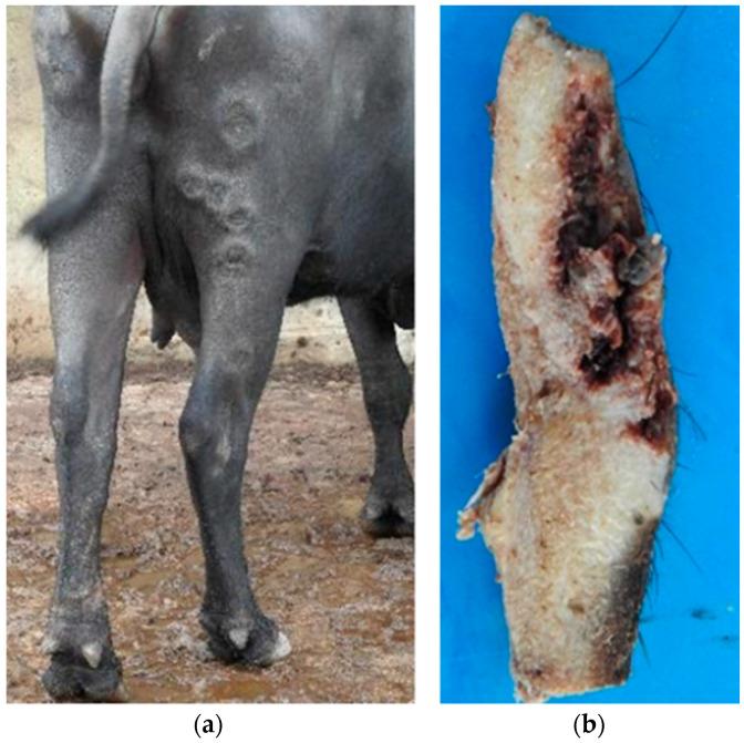 https://cdn.ncbi.nlm.nih.gov/pmc/blobs/087c/11083279/bf9f77d8f4dd/animals-14-01327-g002.jpg
