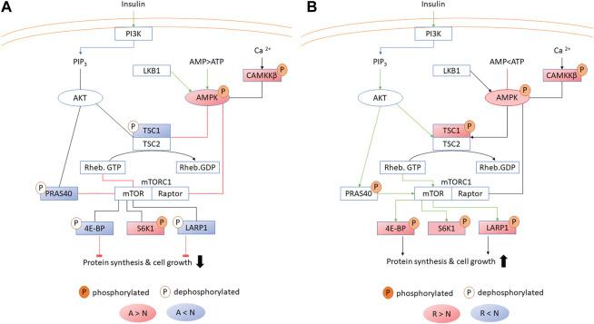 https://cdn.ncbi.nlm.nih.gov/pmc/blobs/087d/11170284/3146bc26287b/fphys-15-1407834-g004.jpg