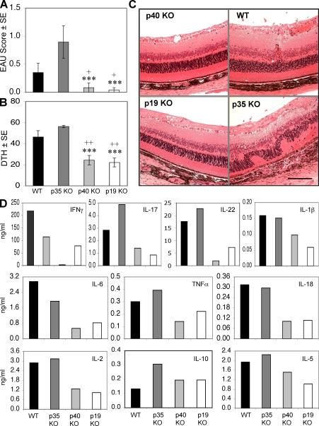 https://cdn.ncbi.nlm.nih.gov/pmc/blobs/087d/2292220/34aafacd82ae/jem2050799f01.jpg