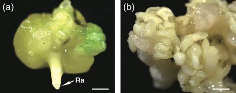 https://cdn.ncbi.nlm.nih.gov/pmc/blobs/087f/2788036/1e4501e78ac8/tpj0059-0448-f11.jpg