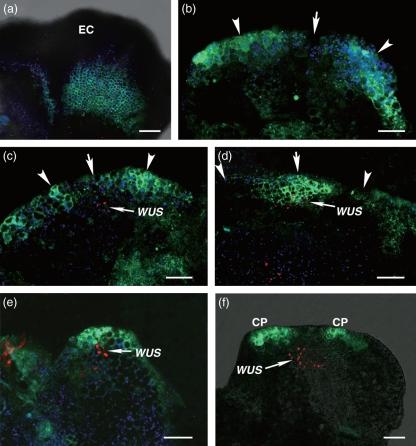 https://cdn.ncbi.nlm.nih.gov/pmc/blobs/087f/2788036/f84bbdfec14d/tpj0059-0448-f5.jpg