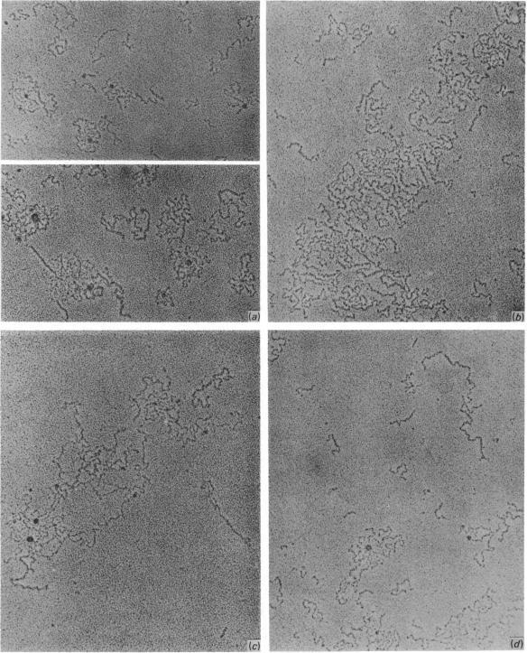 https://cdn.ncbi.nlm.nih.gov/pmc/blobs/0880/1144188/135b006280c1/biochemj00320-0100-a.jpg