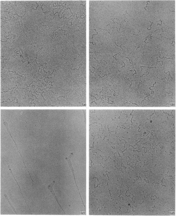 https://cdn.ncbi.nlm.nih.gov/pmc/blobs/0880/1144188/5f01484d03bd/biochemj00320-0101-a.jpg