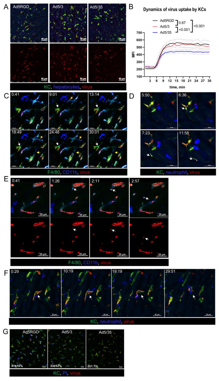 https://cdn.ncbi.nlm.nih.gov/pmc/blobs/0880/9313019/3ea1a31b9aa4/biomedicines-10-01697-g002.jpg