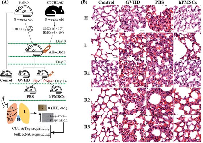 https://cdn.ncbi.nlm.nih.gov/pmc/blobs/0882/12119469/7462151c496e/fimmu-16-1570916-g001.jpg