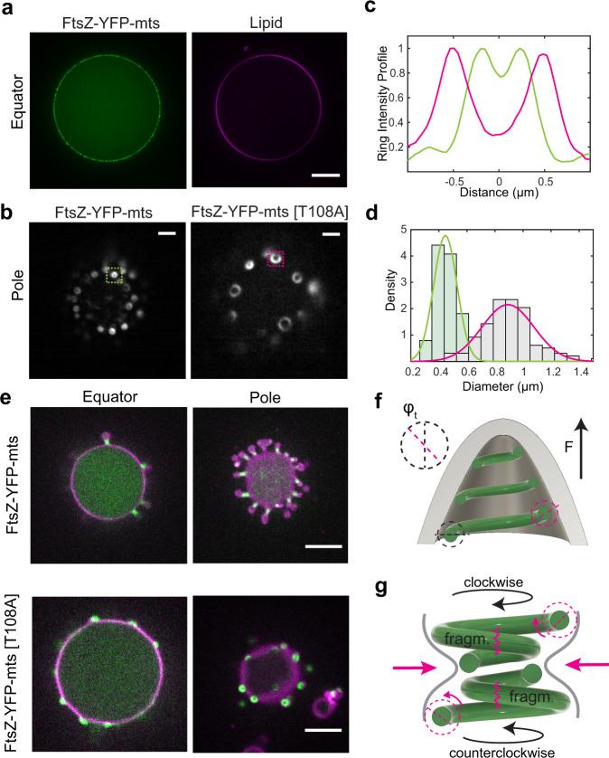 https://cdn.ncbi.nlm.nih.gov/pmc/blobs/0883/8175707/faec11c12ebf/41467_2021_23387_Fig5_HTML.jpg