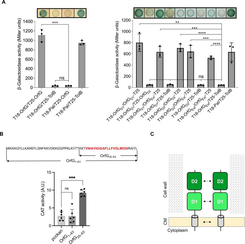 https://cdn.ncbi.nlm.nih.gov/pmc/blobs/0886/11753425/1dabd254c240/sciadv.adq5975-f3.jpg