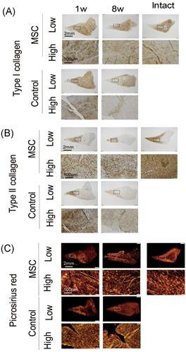 https://cdn.ncbi.nlm.nih.gov/pmc/blobs/0891/7821148/173eb445dd80/JOR-39-177-g004.jpg