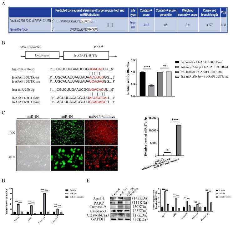 https://cdn.ncbi.nlm.nih.gov/pmc/blobs/0894/12108718/de7de1030aa3/biomedicines-13-01092-g003.jpg