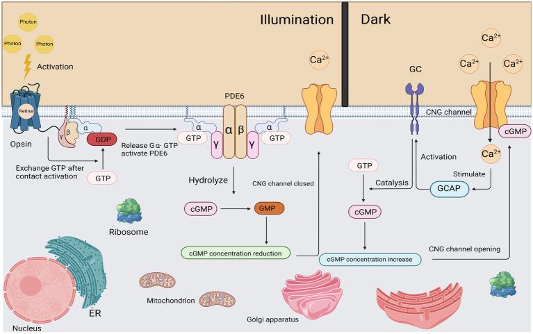 https://cdn.ncbi.nlm.nih.gov/pmc/blobs/0899/10828017/cb00be27b1aa/fnins-18-1265630-g003.jpg