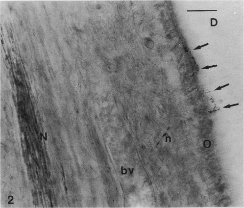 https://cdn.ncbi.nlm.nih.gov/pmc/blobs/089a/1167490/29c494a08059/janat00128-0106-b.jpg