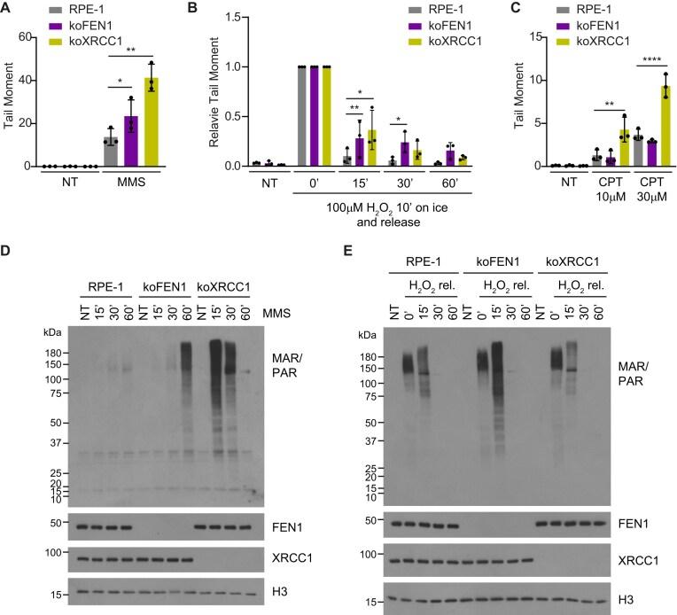 https://cdn.ncbi.nlm.nih.gov/pmc/blobs/089a/12282947/61d81b38b54f/gkaf710fig1.jpg