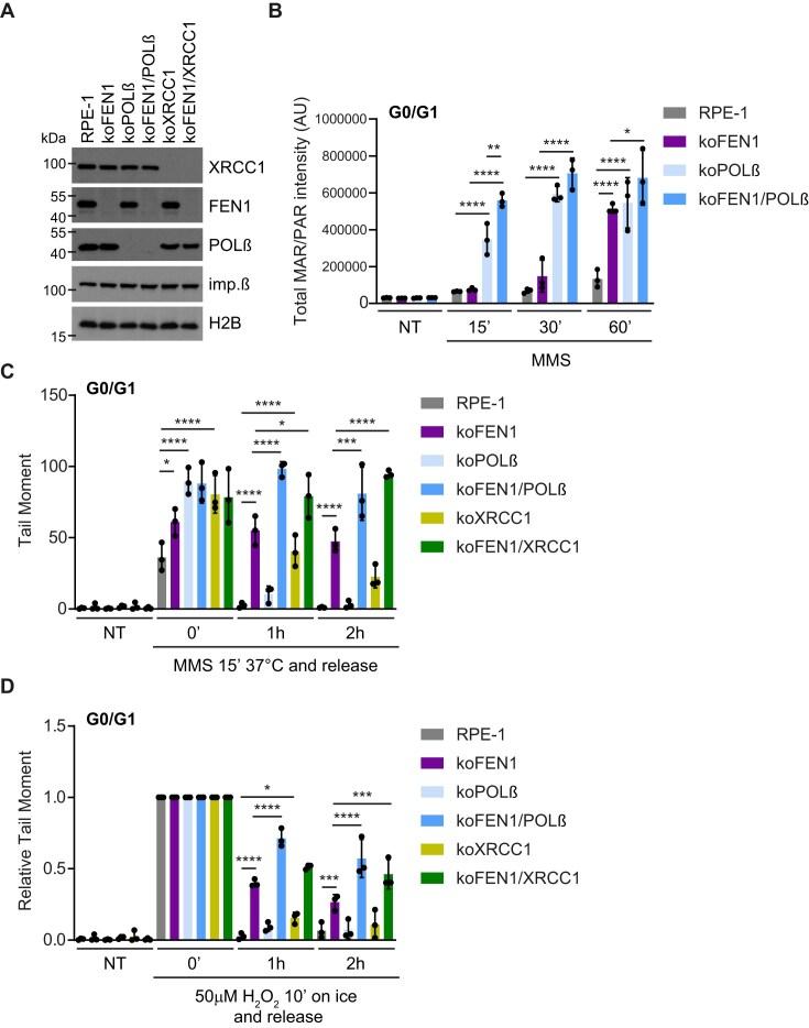 https://cdn.ncbi.nlm.nih.gov/pmc/blobs/089a/12282947/6694584e5012/gkaf710fig3.jpg