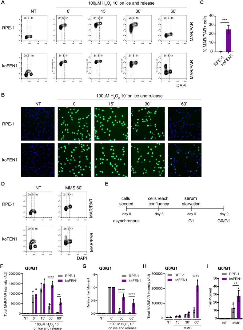 https://cdn.ncbi.nlm.nih.gov/pmc/blobs/089a/12282947/b2d81aaf81b1/gkaf710fig2.jpg