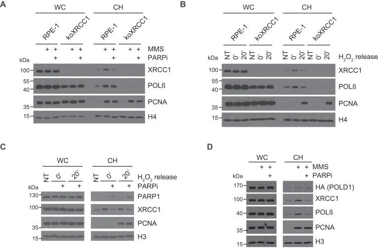 https://cdn.ncbi.nlm.nih.gov/pmc/blobs/089a/12282947/d4fa30d23afd/gkaf710fig4.jpg