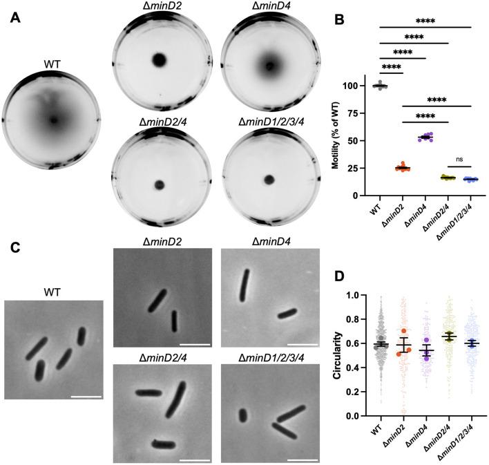 https://cdn.ncbi.nlm.nih.gov/pmc/blobs/089f/11621097/6eeb76140644/fmicb-15-1474697-g0001.jpg
