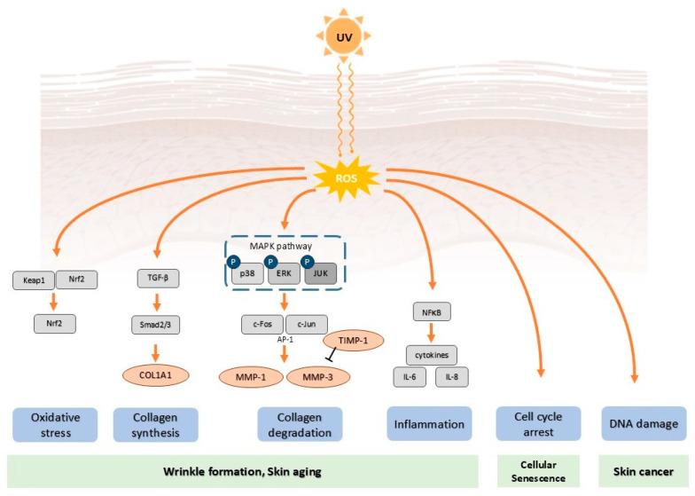 https://cdn.ncbi.nlm.nih.gov/pmc/blobs/089f/12348743/5839e234e9d7/molecules-30-03209-g001.jpg