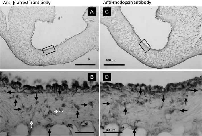 https://cdn.ncbi.nlm.nih.gov/pmc/blobs/089f/4629660/5e518bb3826f/10_77f6.jpg