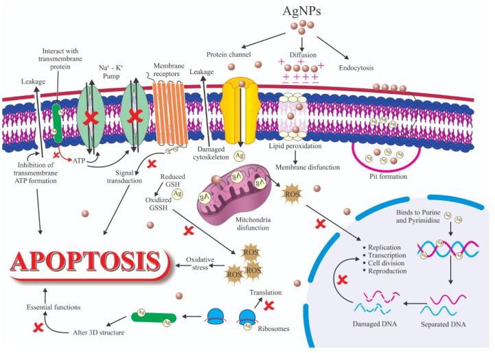 https://cdn.ncbi.nlm.nih.gov/pmc/blobs/089f/8839643/2843d0196b70/nanomaterials-12-00457-g007.jpg