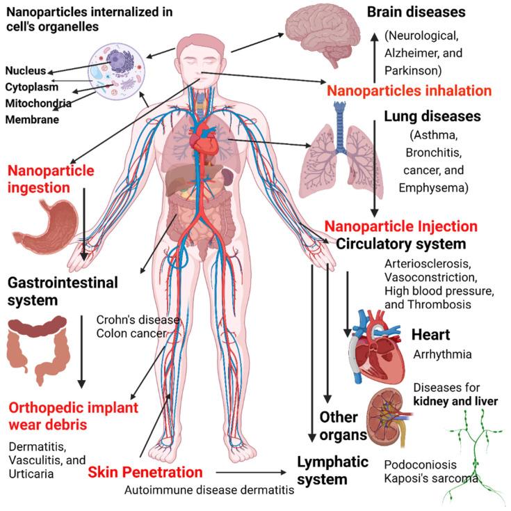 https://cdn.ncbi.nlm.nih.gov/pmc/blobs/089f/8839643/3a8c8bc7906b/nanomaterials-12-00457-g013.jpg