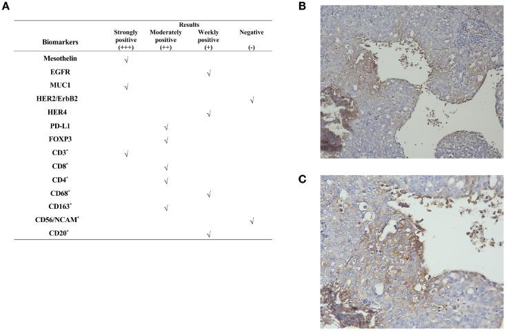 https://cdn.ncbi.nlm.nih.gov/pmc/blobs/08a3/12404960/a015980c30bc/fonc-15-1582701-g003.jpg