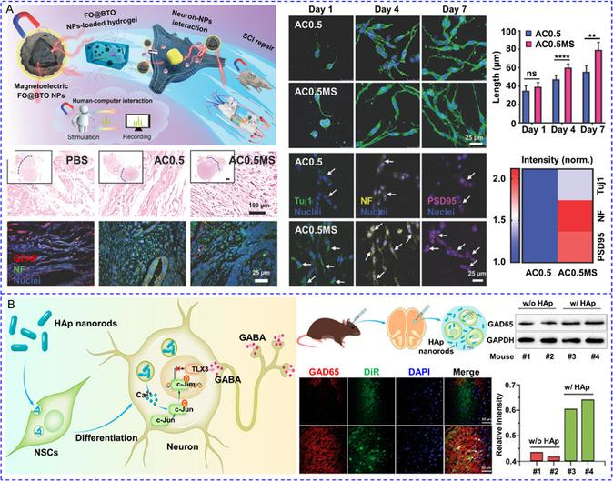 https://cdn.ncbi.nlm.nih.gov/pmc/blobs/08a5/11935292/111ce2518835/SMSC-4-2400169-g008.jpg