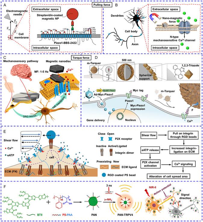 https://cdn.ncbi.nlm.nih.gov/pmc/blobs/08a5/11935292/8483a56ed0d5/SMSC-4-2400169-g012.jpg