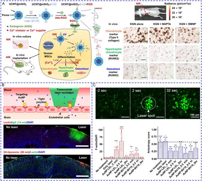 https://cdn.ncbi.nlm.nih.gov/pmc/blobs/08a5/11935292/efbc1b82697c/SMSC-4-2400169-g011.jpg